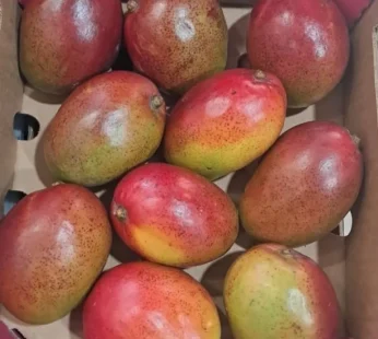 South Africa Mango ( unripe )