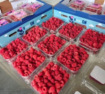 Raspberries (Thailand)